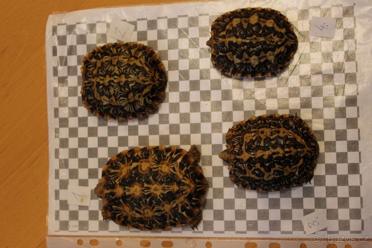 Predám Malacochersus tornieri-Želva skalní - 2