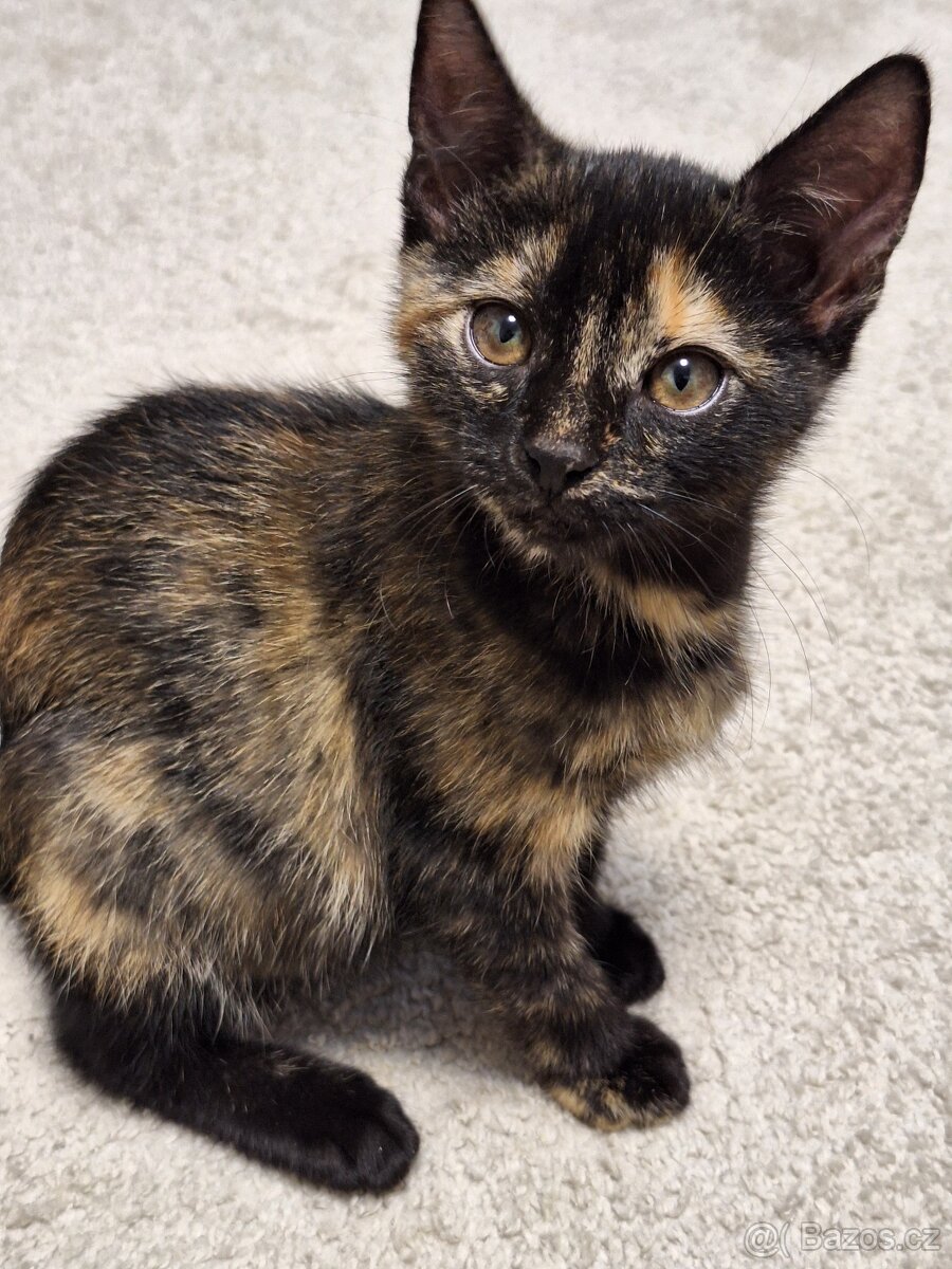 Koťátka - 2