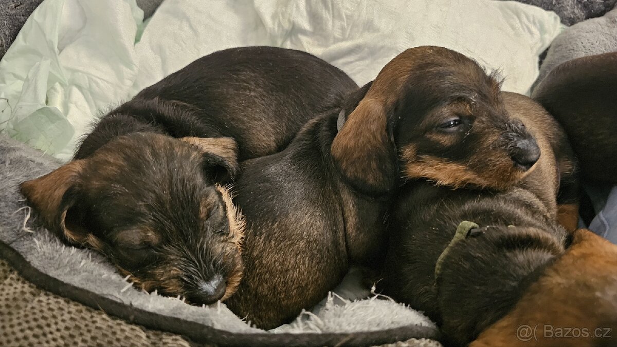 Jezevčík drsnosrstý bez PP s balíčkem jako dárek - 2