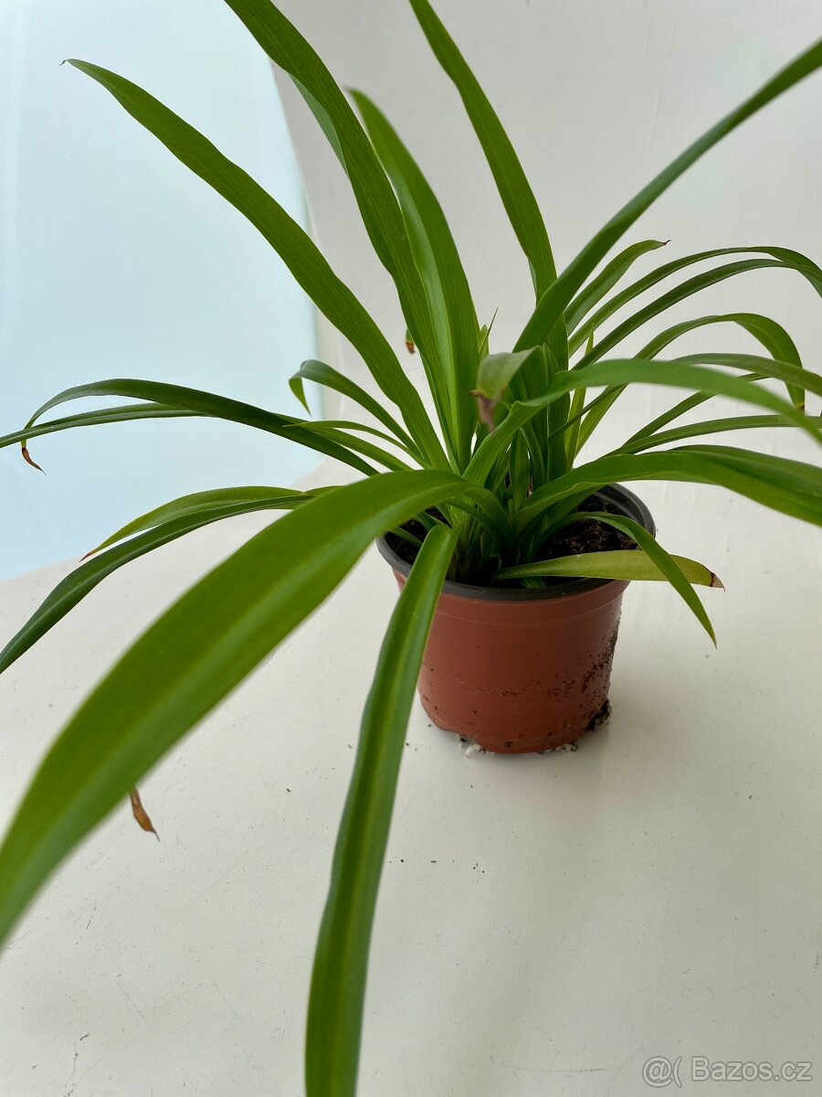 Zelenec – nenáročná pokojová rostlina, čistí vzduch - 2