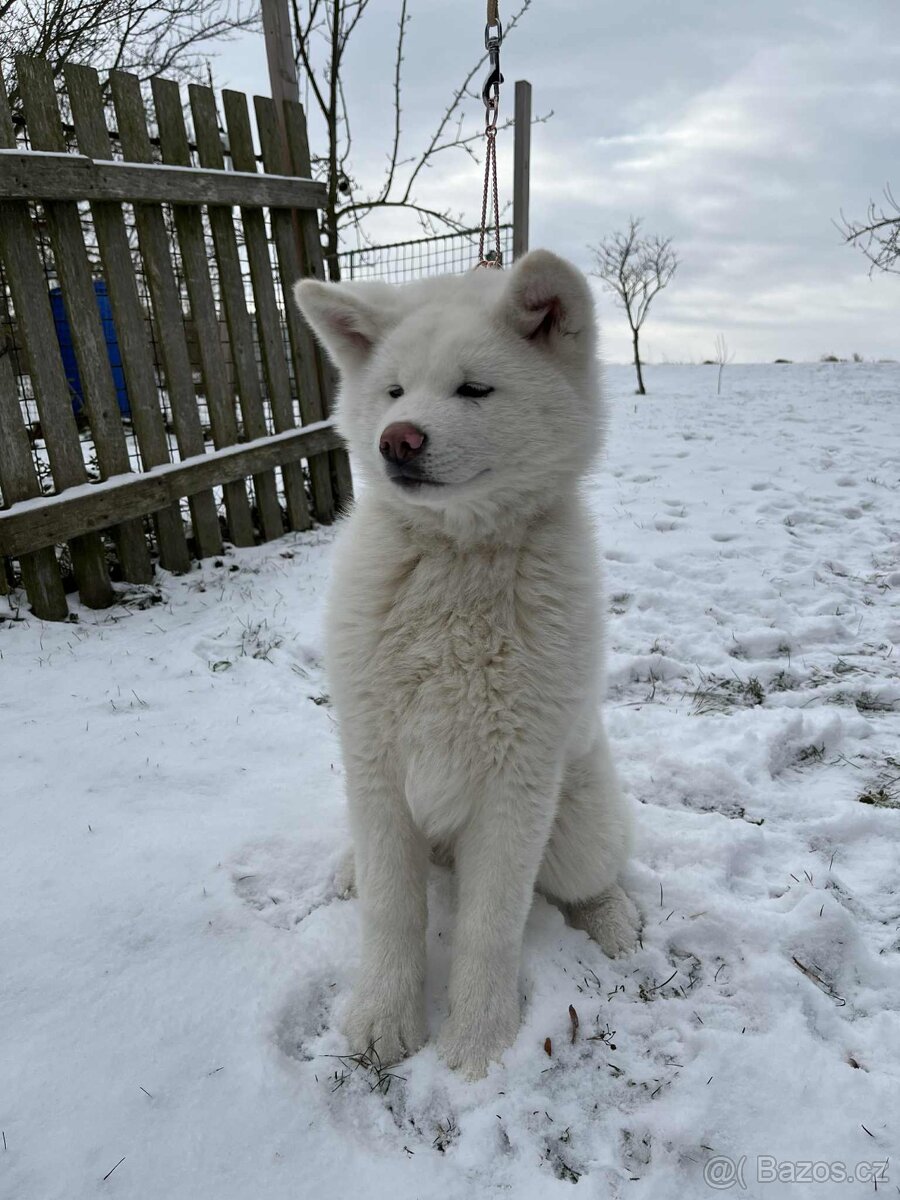 Akita Inu s PP - 2