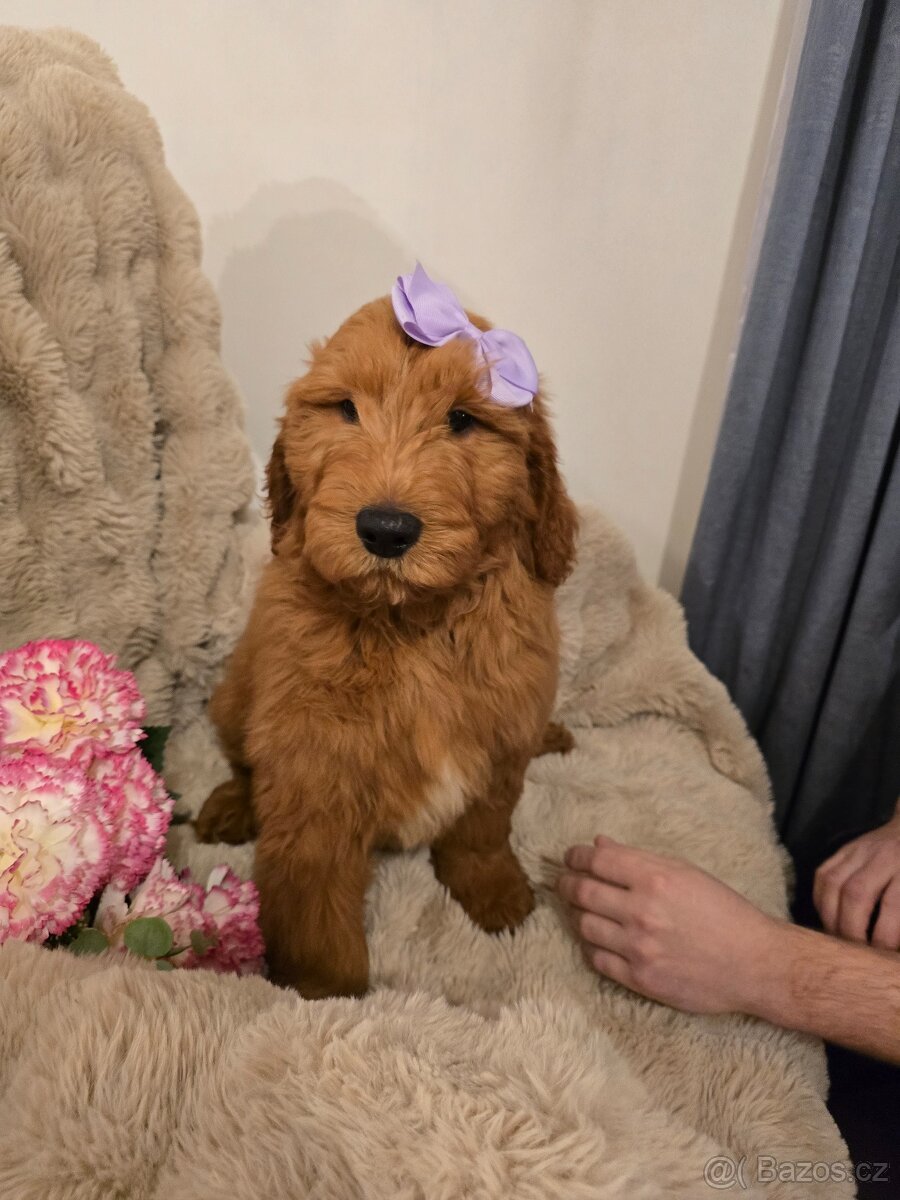 Goldendoodle F1 Standard - 2