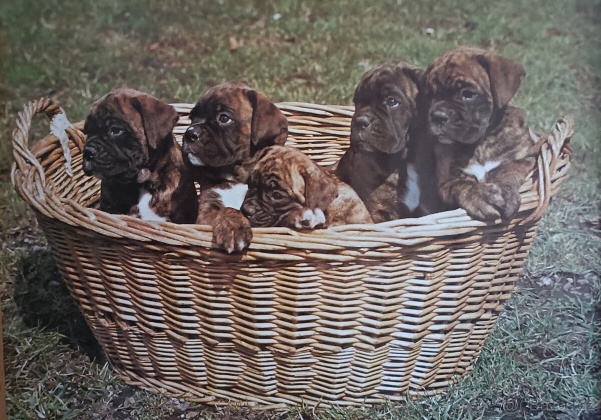 Retro plakáty zvířat -formát A1 - různé - 2