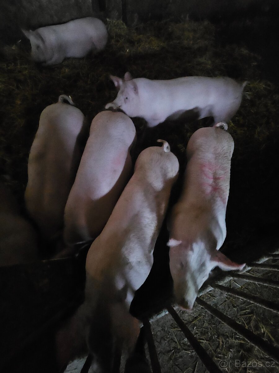 Prodej prasete v živé váze - 2