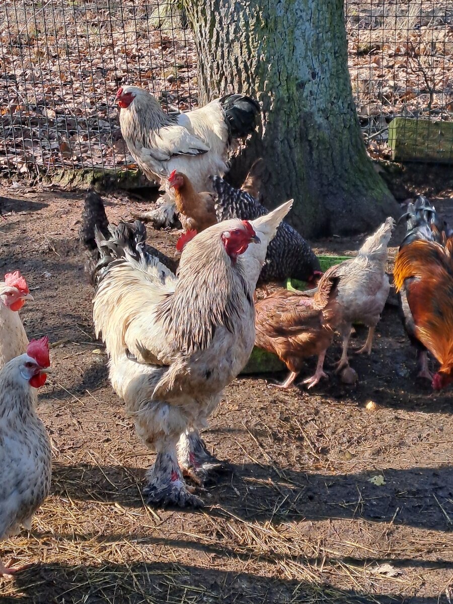 Kohout Brahmánka velká - 2