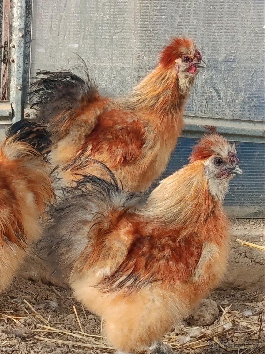 Kohoutci hedvábnička - 2