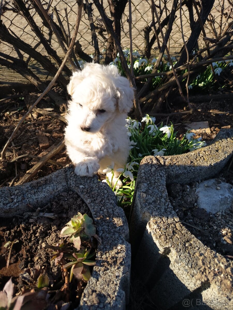 Pudl bílý trpasličí - 2