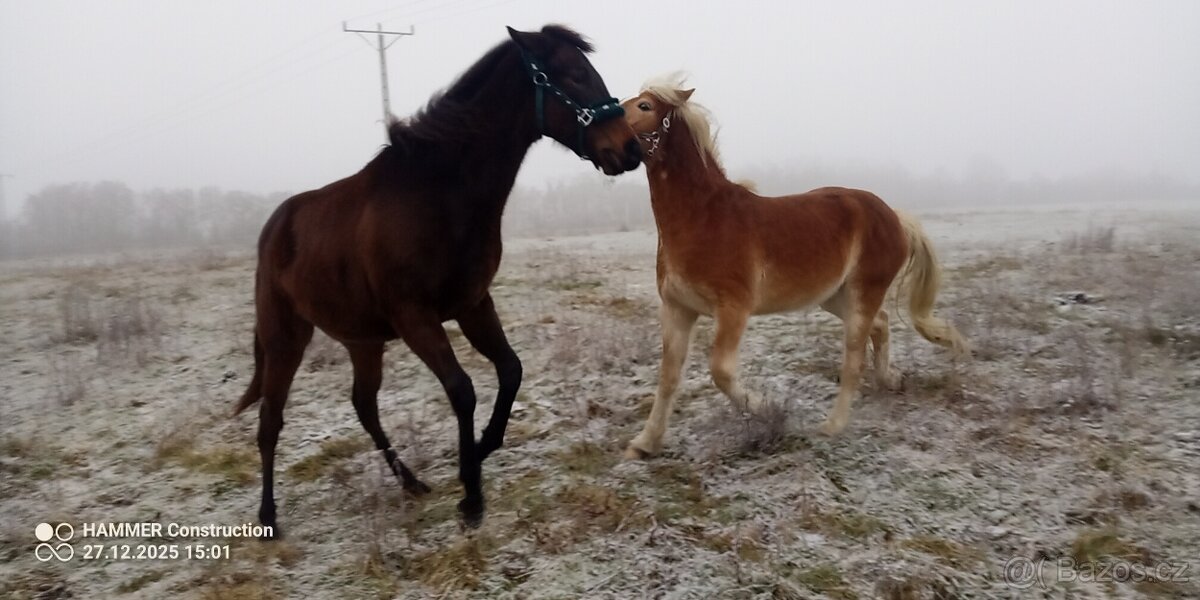 Klisna A1/1 nar. 10.02.2024 - 2