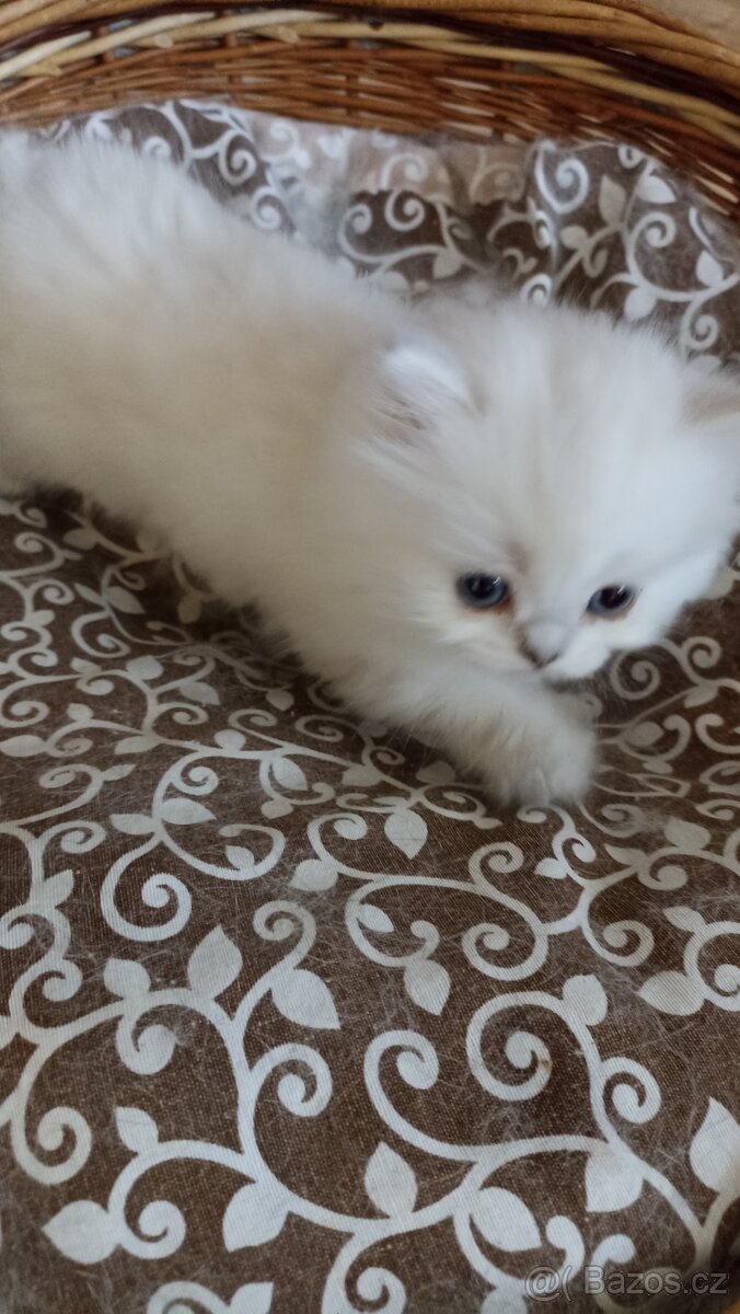 Britská kočička s PP - 2