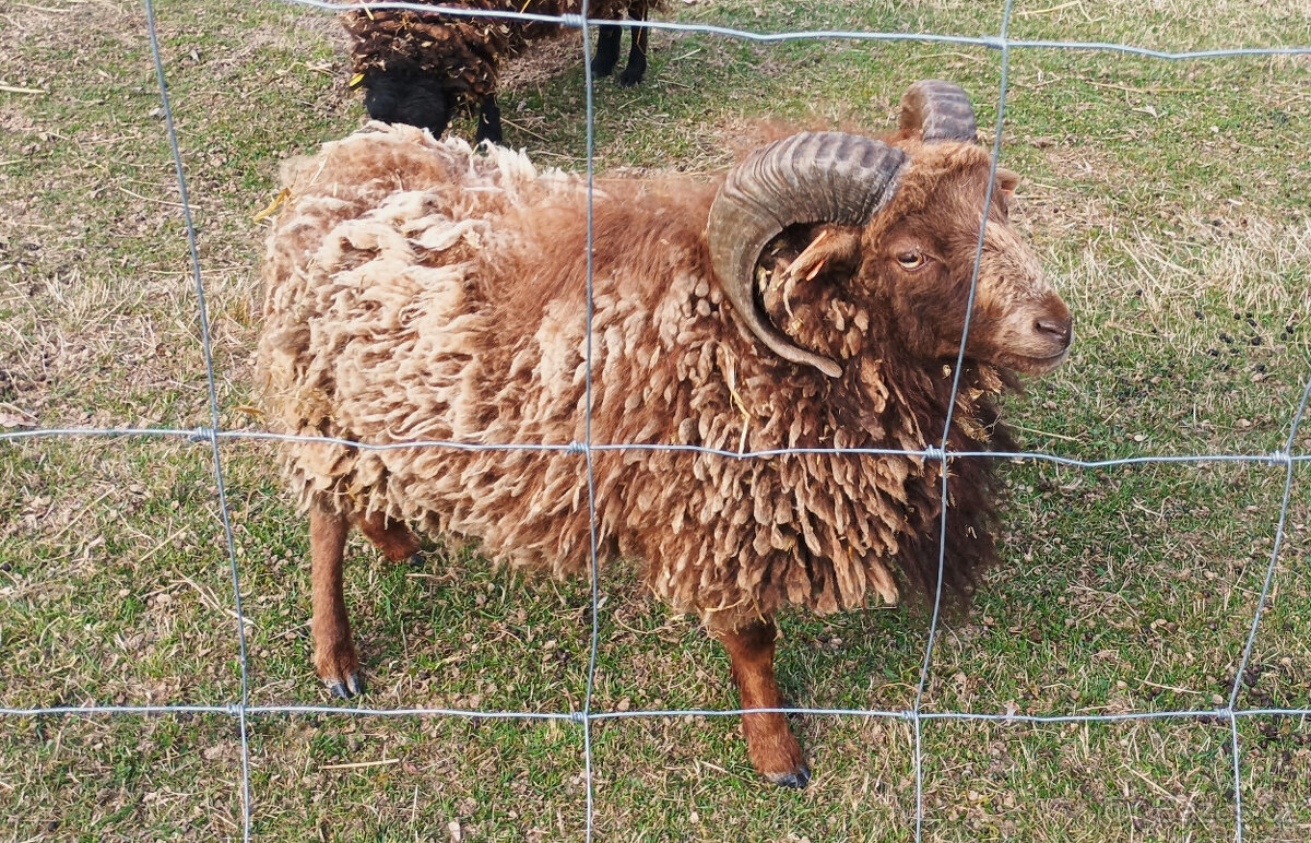 Quessantská ovce plemenný beran - 2