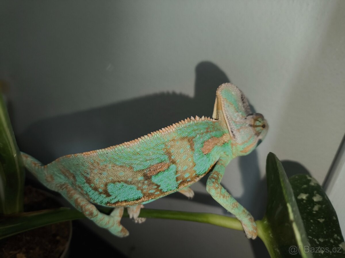 Chameleon jemenský - 2