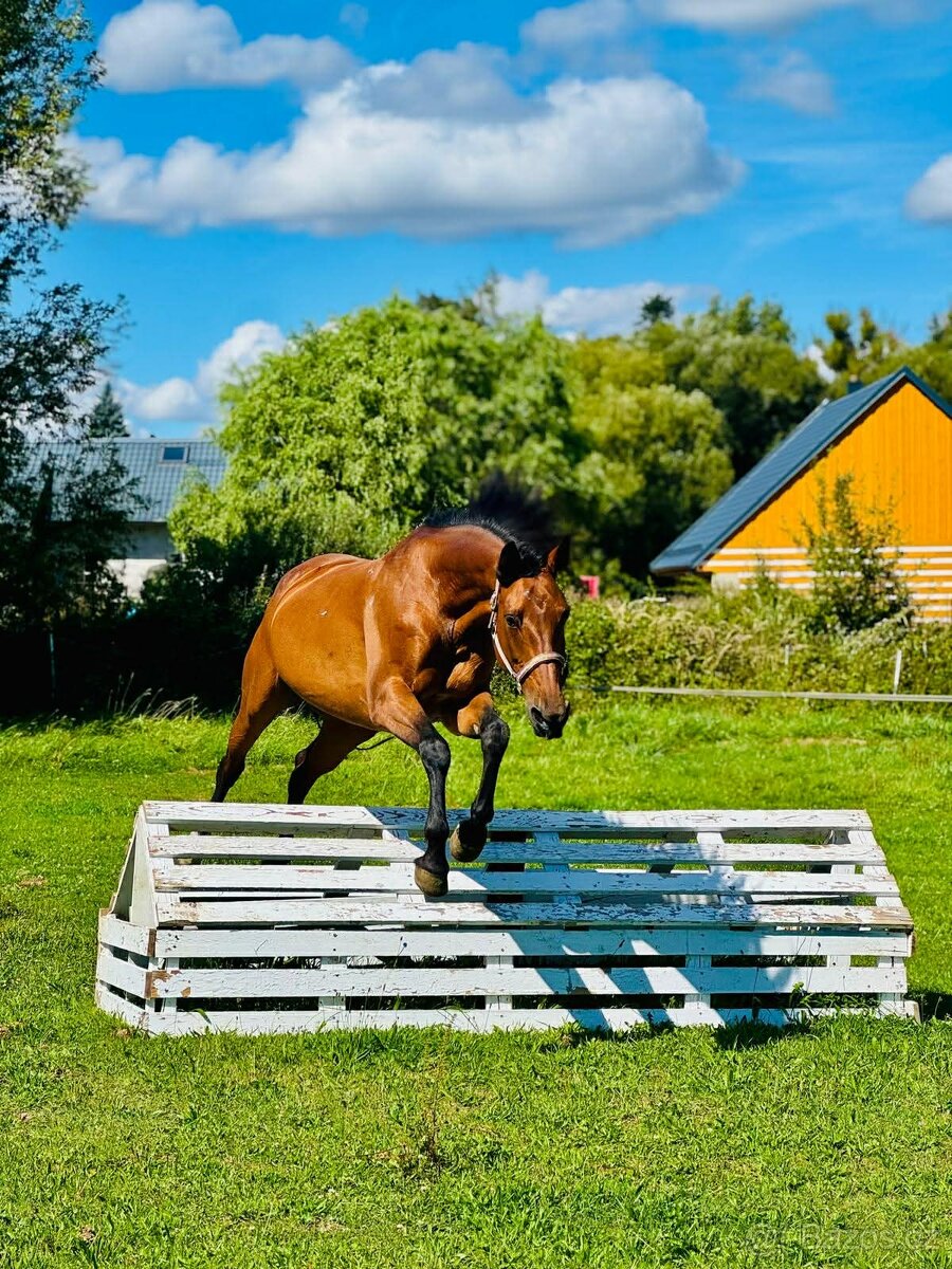 Vestfálská klisna pro děti i do sportu - 2