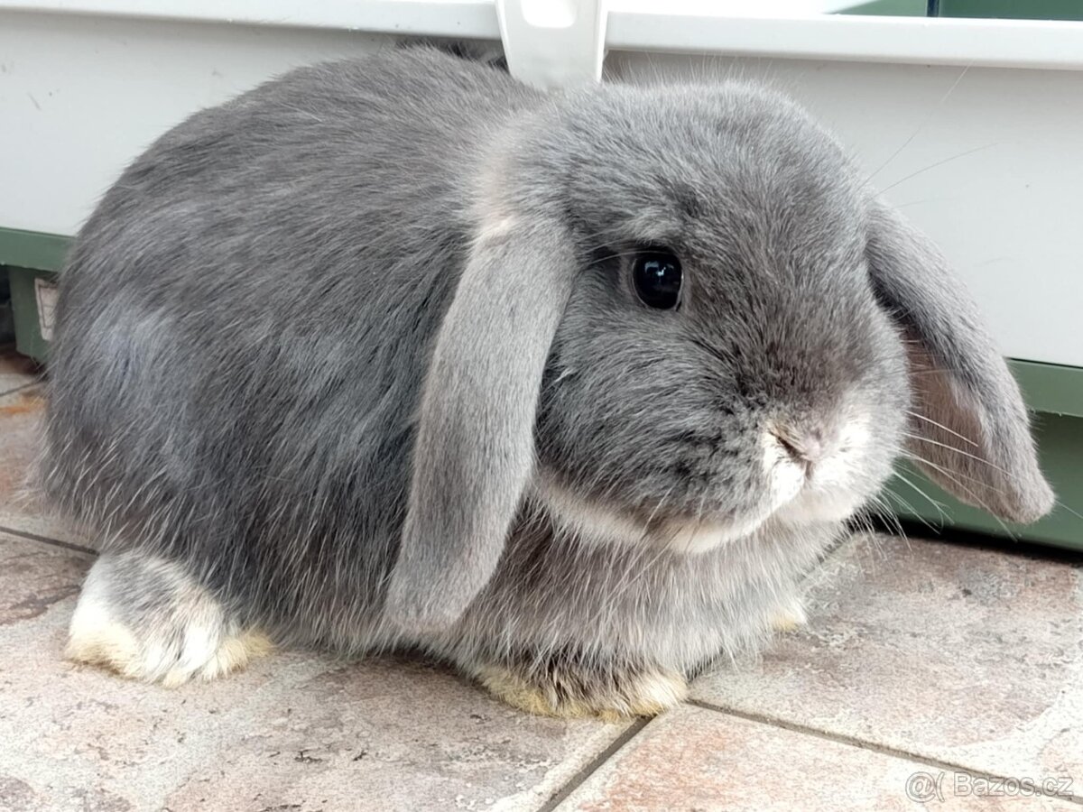 Samička Zakrslý Beránek MiniLop ❤️❤️ - 2