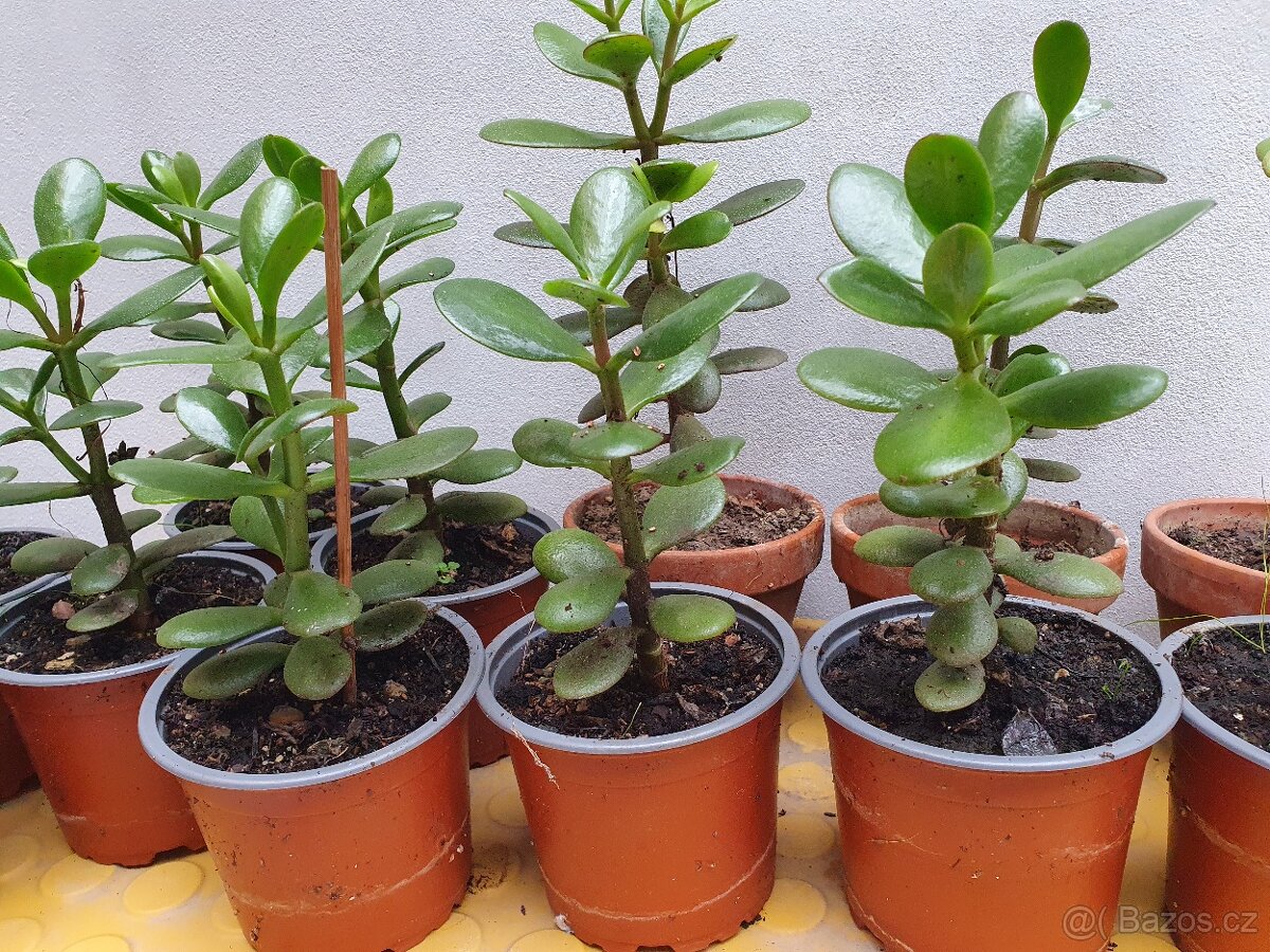 Tlustice vejčitá - 2