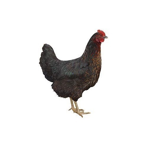 Nosné kuřice Dominant - 2