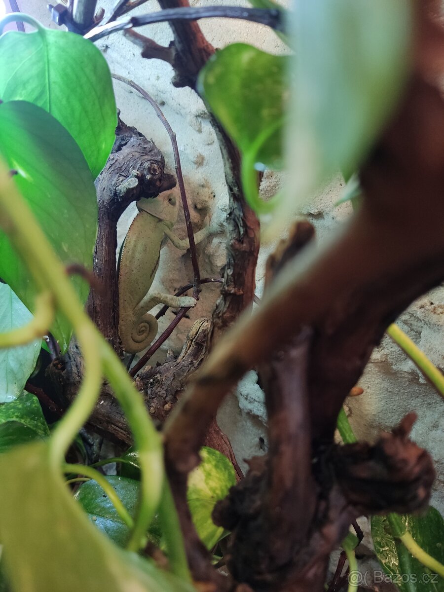 Chameleon jemenský - 2