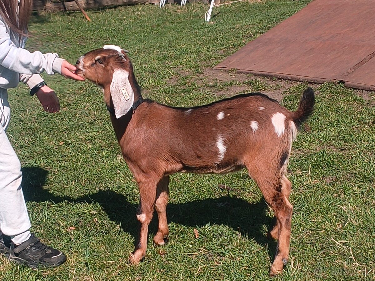 Anglonubijská koza - 2