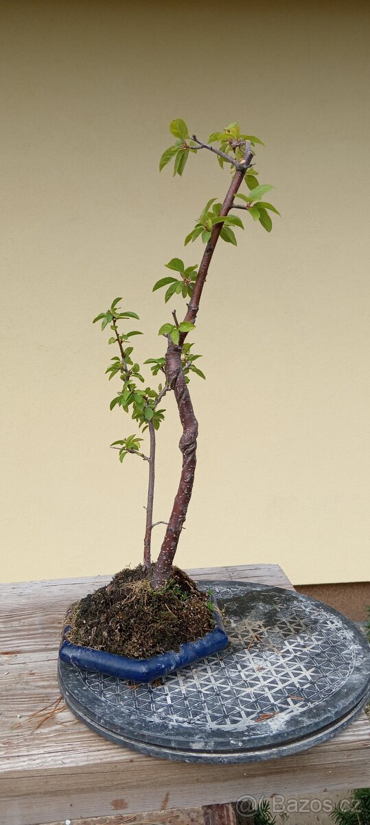 Bonsai trnka - 2
