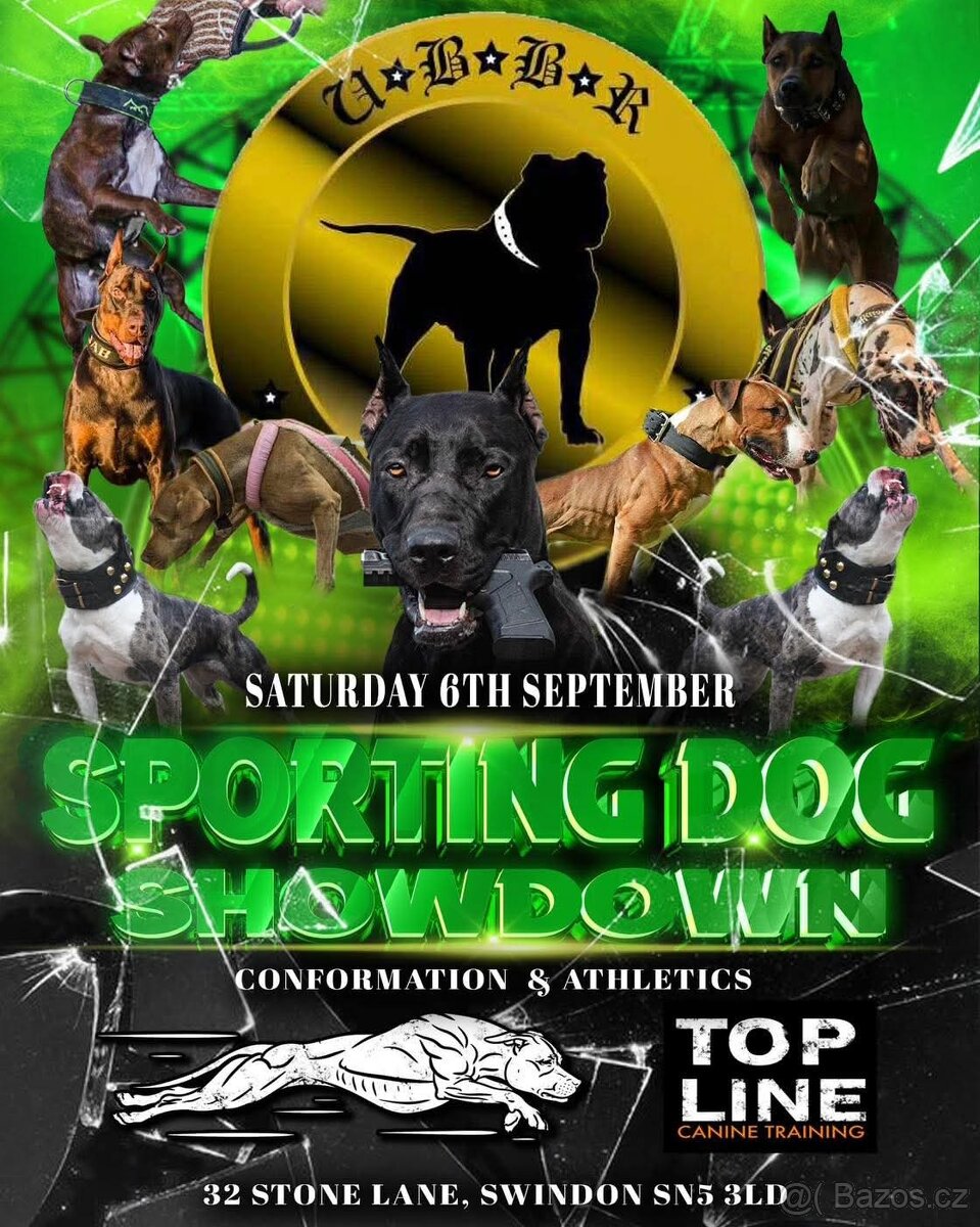 Dobrman x APBT,bandog,ast,bullherder - 2