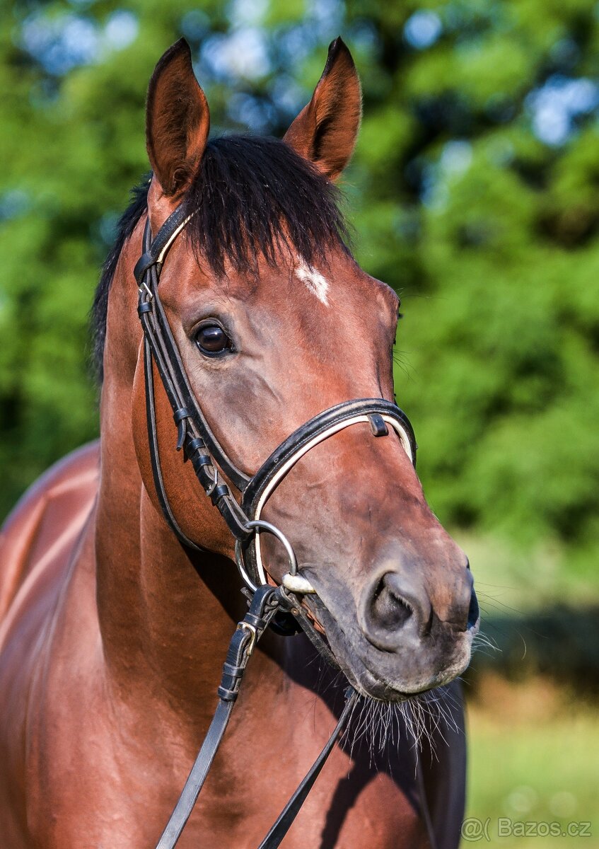 Prodám valacha A1/1 - 2