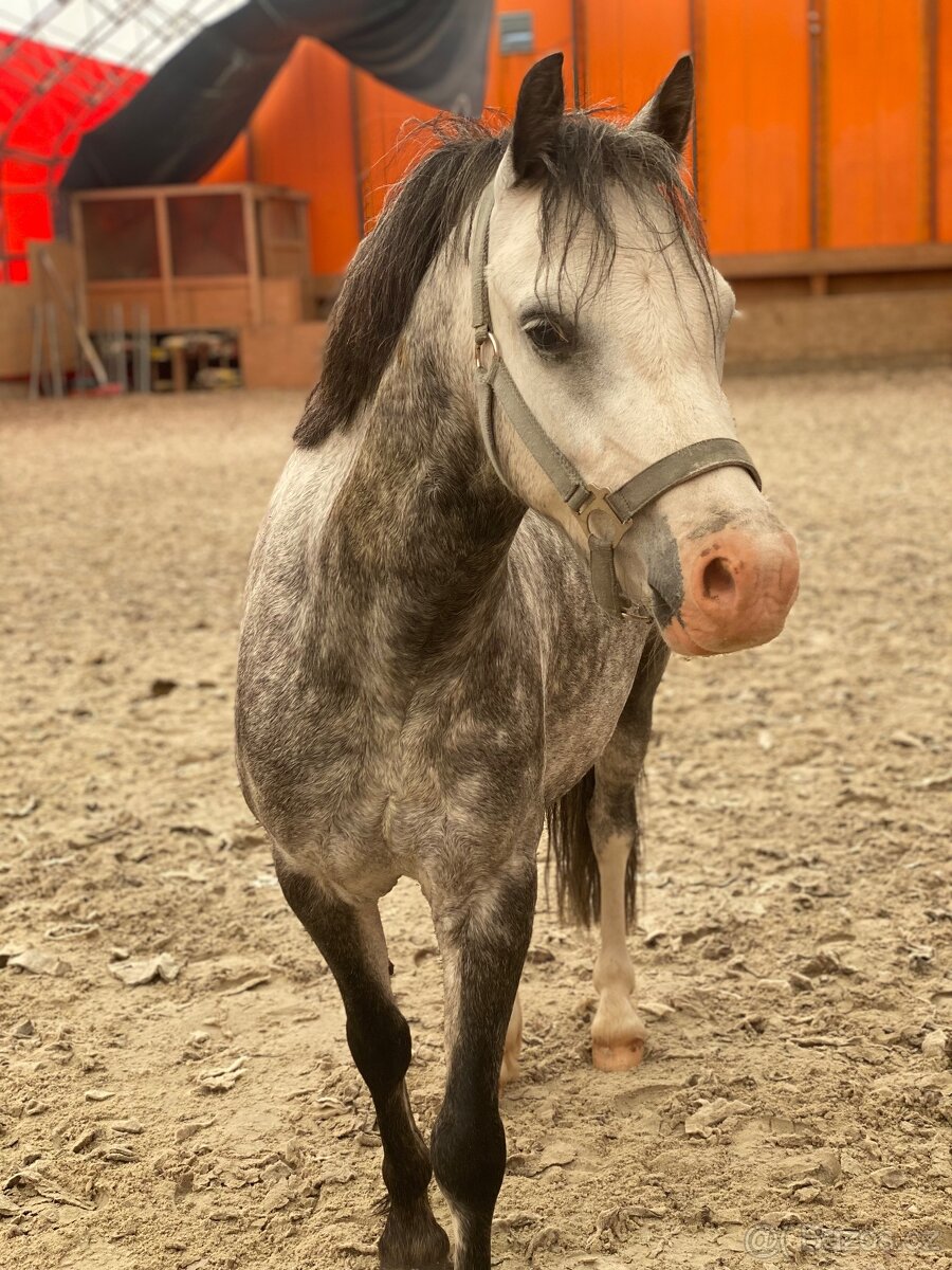 Welsh pony - 2