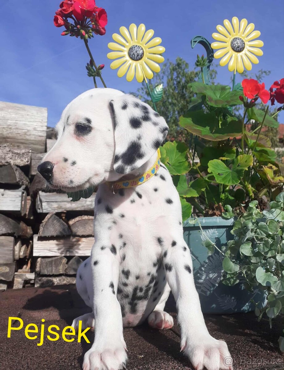 Dalmatin - 2