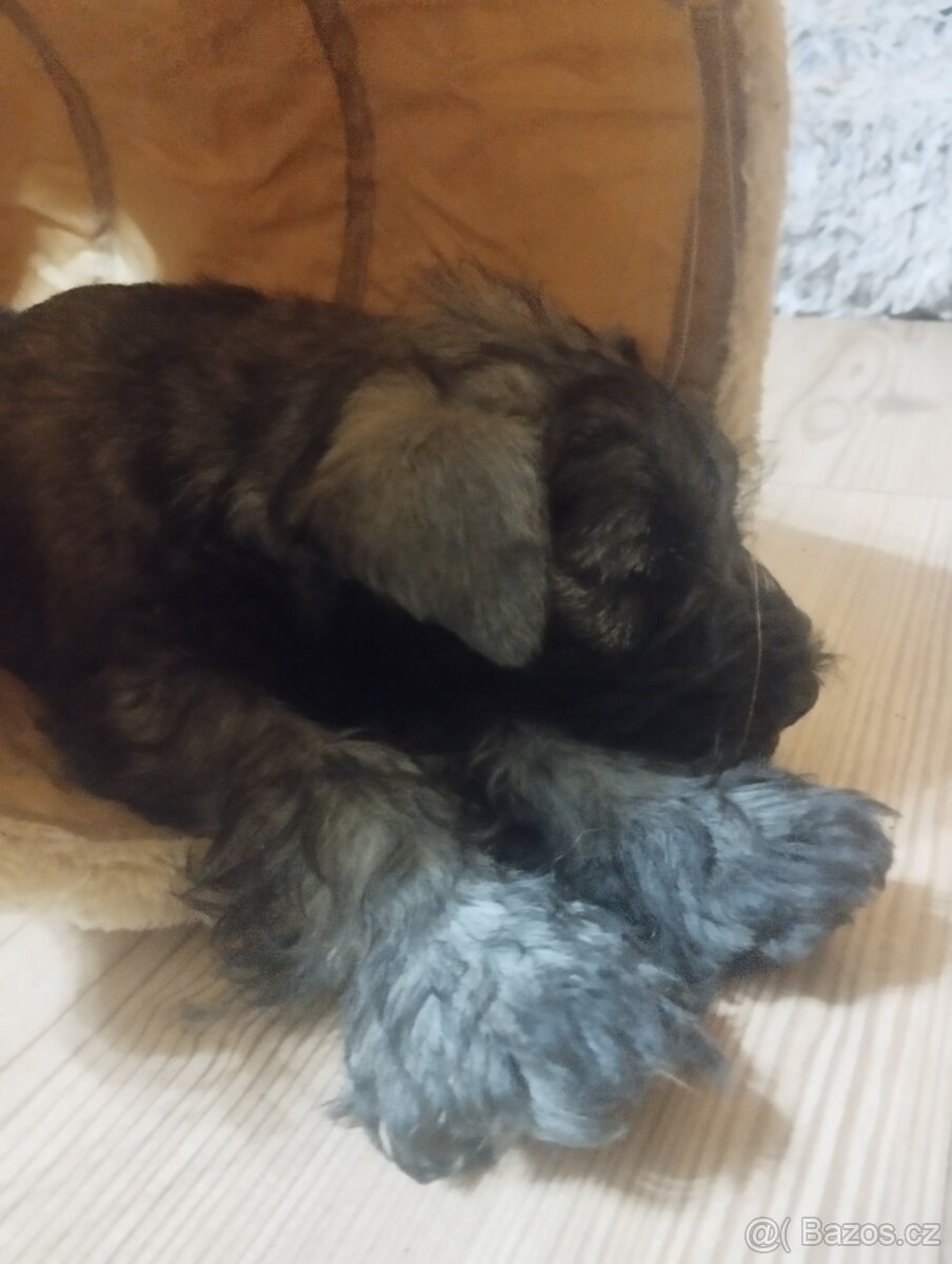 Knírač malý pepř a sůl s pp - 2