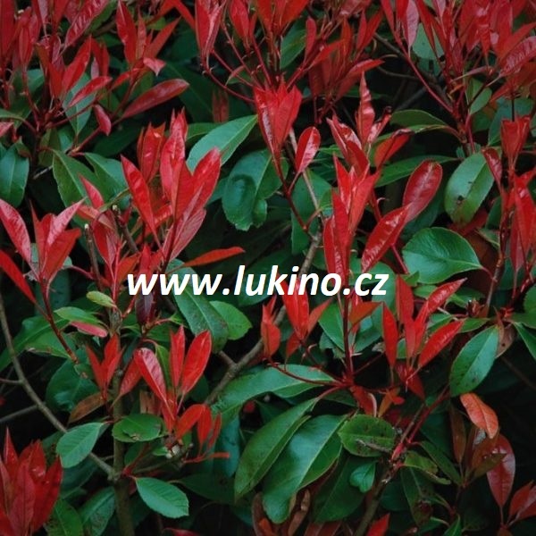 3x Blýskavka Fraserova 'Red Robin' 50-60cm v kontejnerů - 2