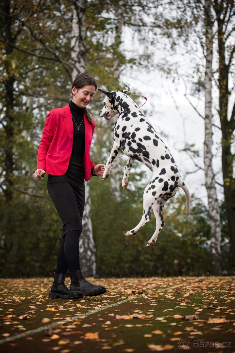 Dalmatin štěně s PP - 2