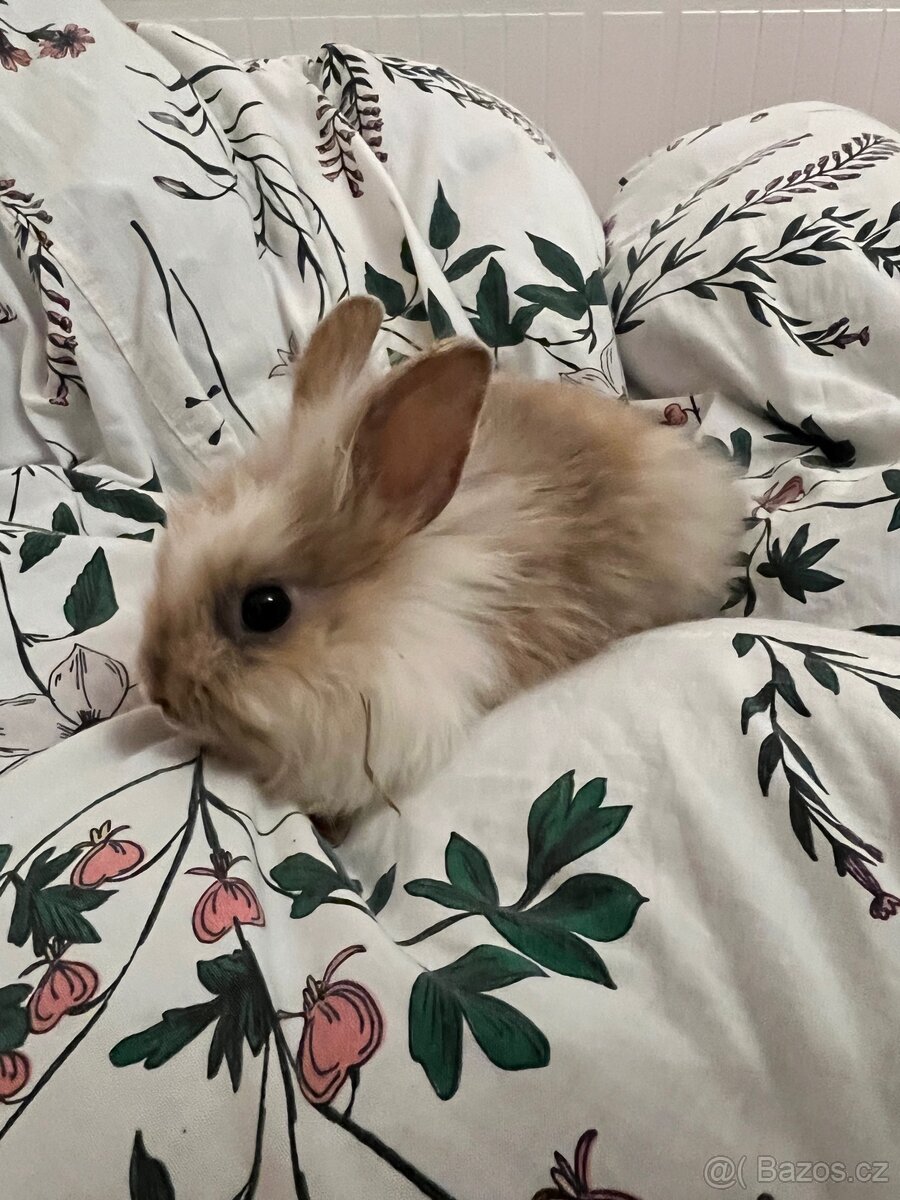 Mláďata zakrslého králíka na prodej - 2