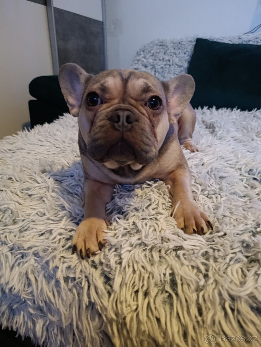 Francouzský buldoček - 2
