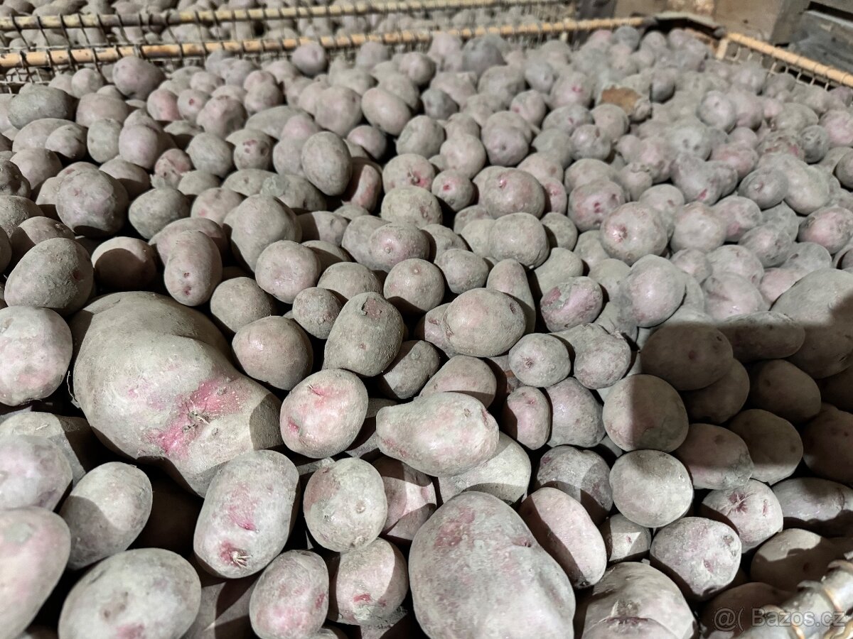 Krmné brambory - 2