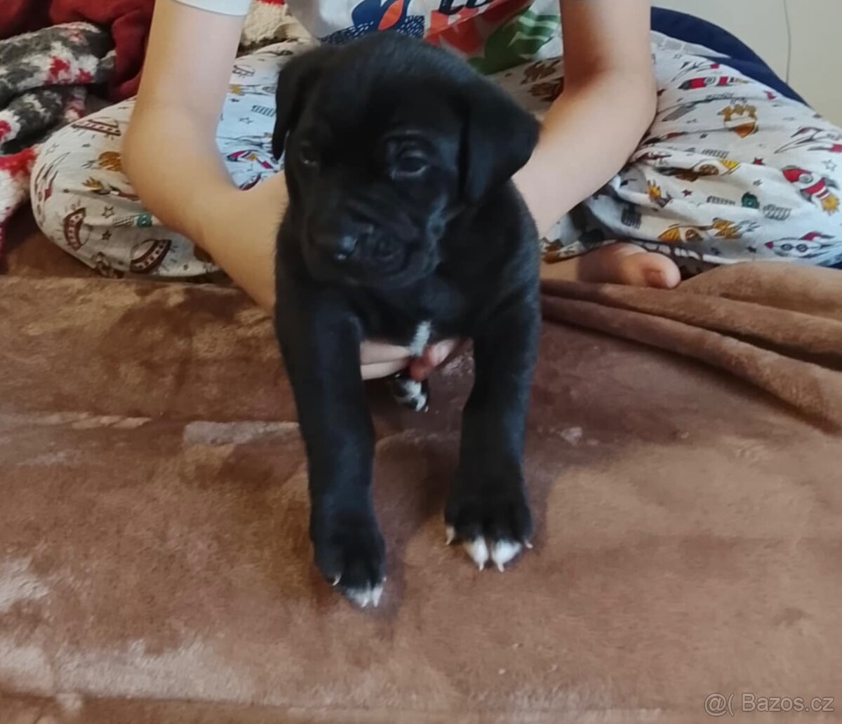 Štěně - 2