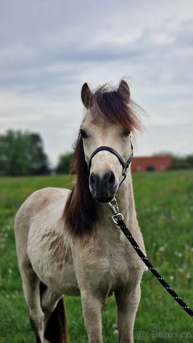 Výměna koně - 2