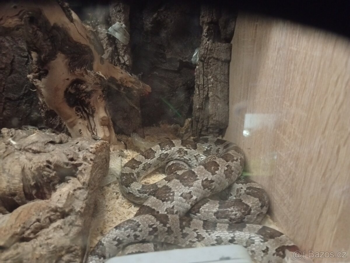 Užovka červena - 2