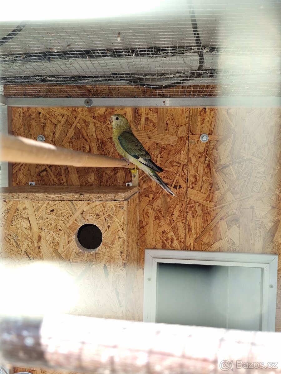 Papoušek zpěvavý - 2