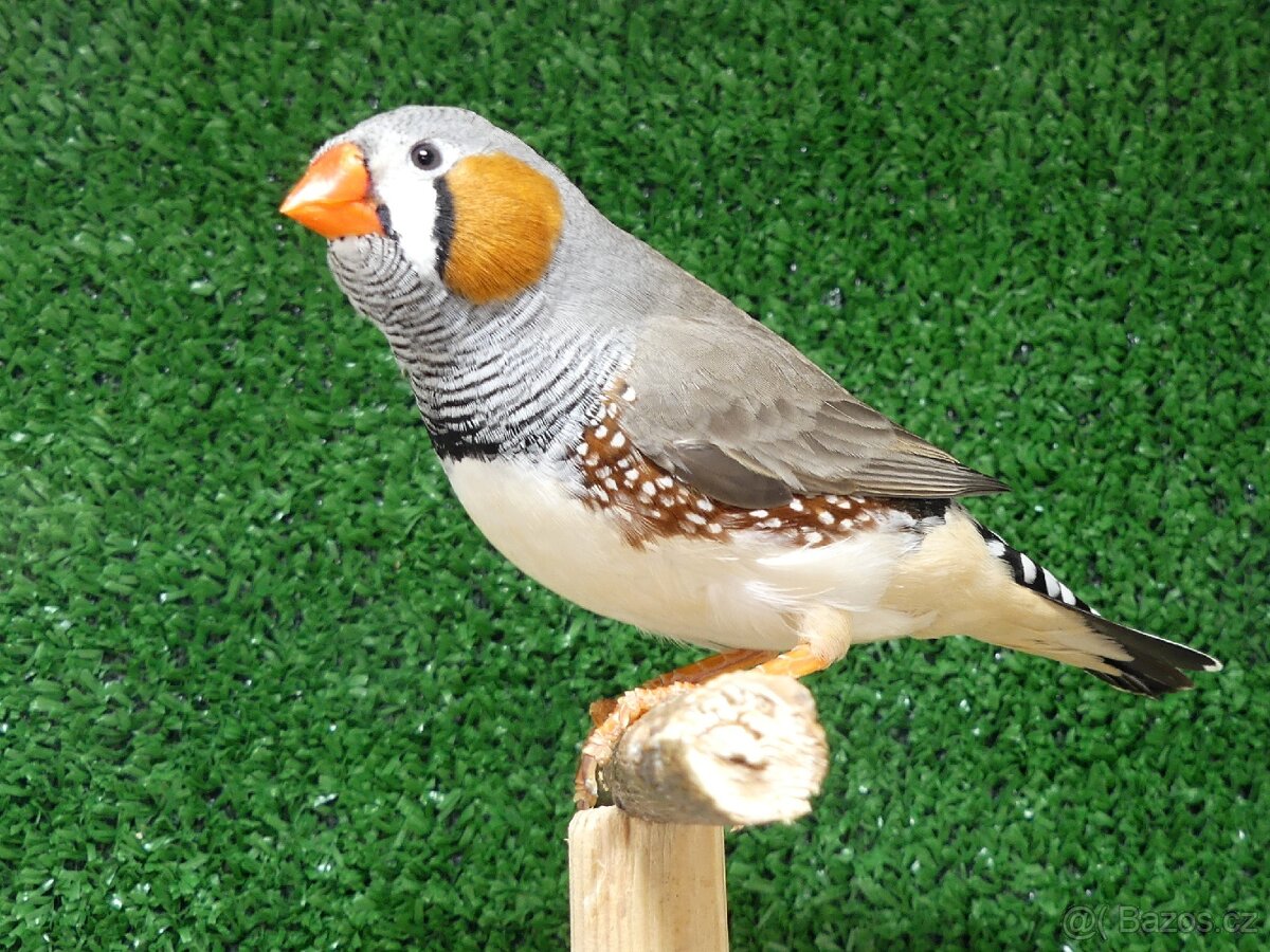 Zebřička pestrá - 2