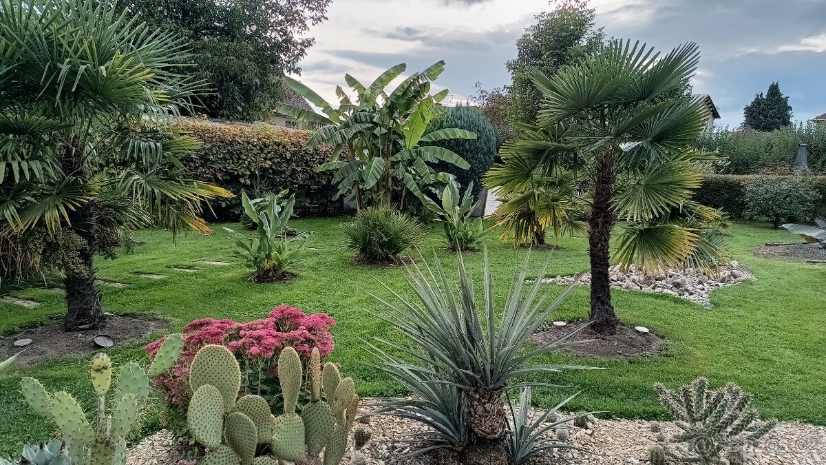 Trachycarpus fortunei SEMENA - 2