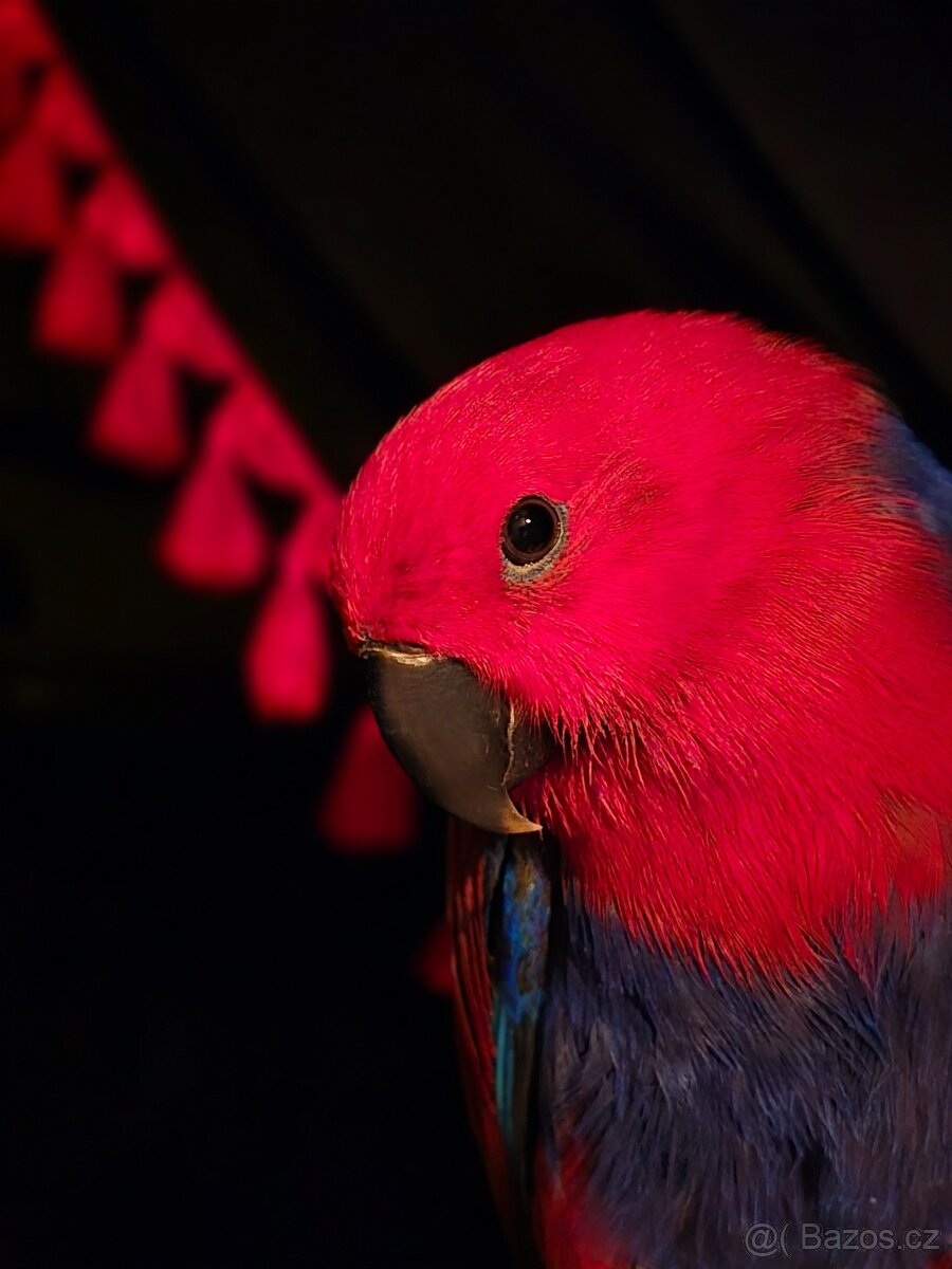 Eklektus různobarvý - 2