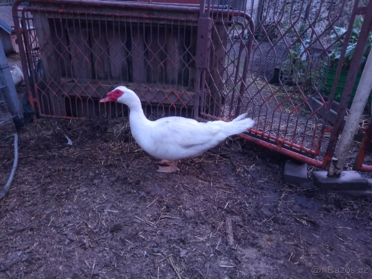 Pižmové kachny - 2