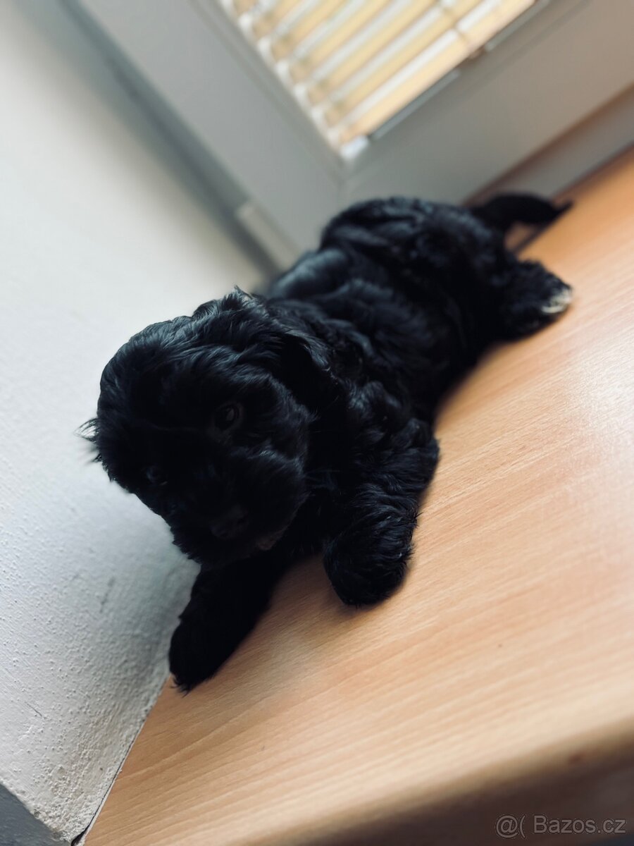 Yorkipoo, Yorkiepoo - 2