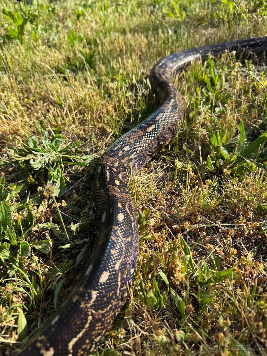 Hroznýš královský boa imperator - 2