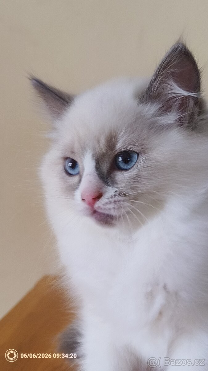 Koťata Ragdoll - 2