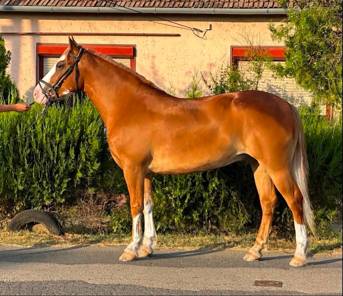 haflingský valach - 2