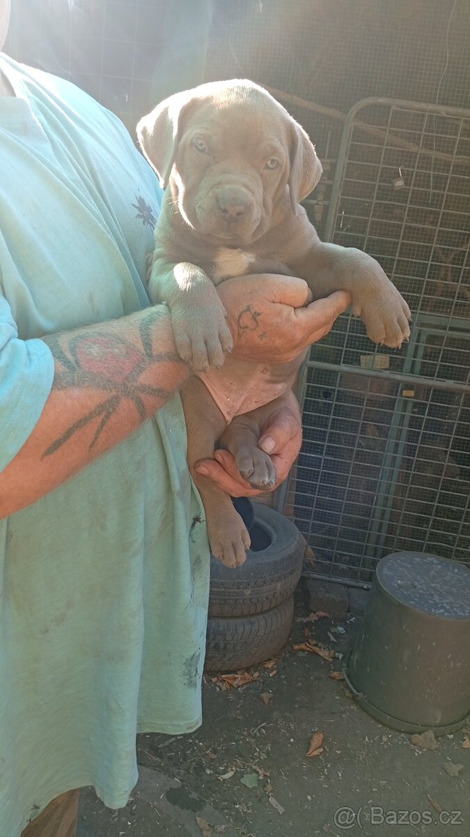American bully xl - 2