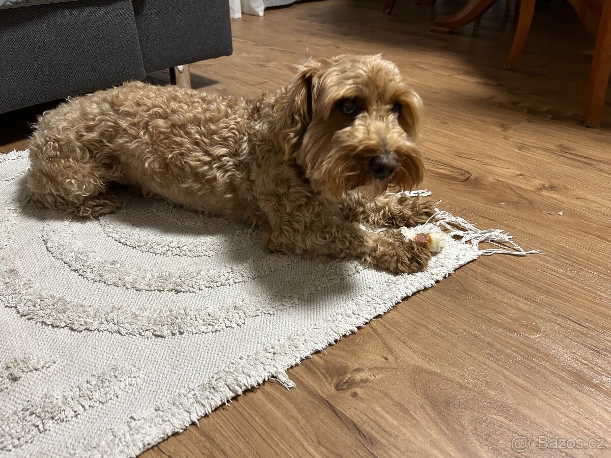 Maltipoo pes - 2