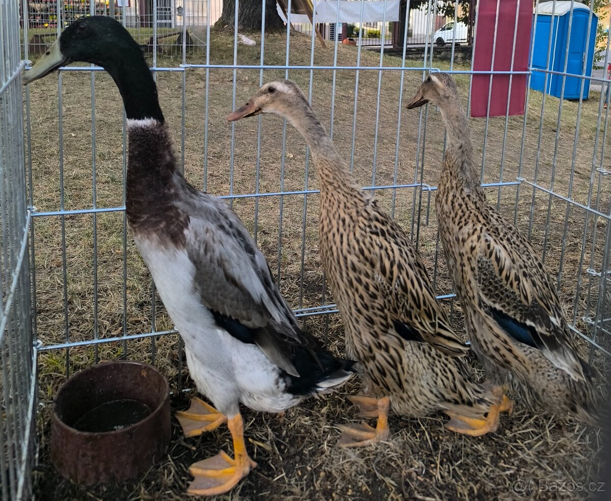 Indický běžec - 2