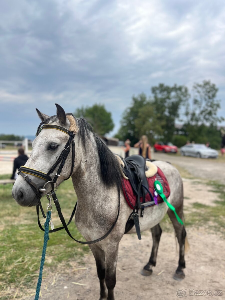 4 letý pony - 2