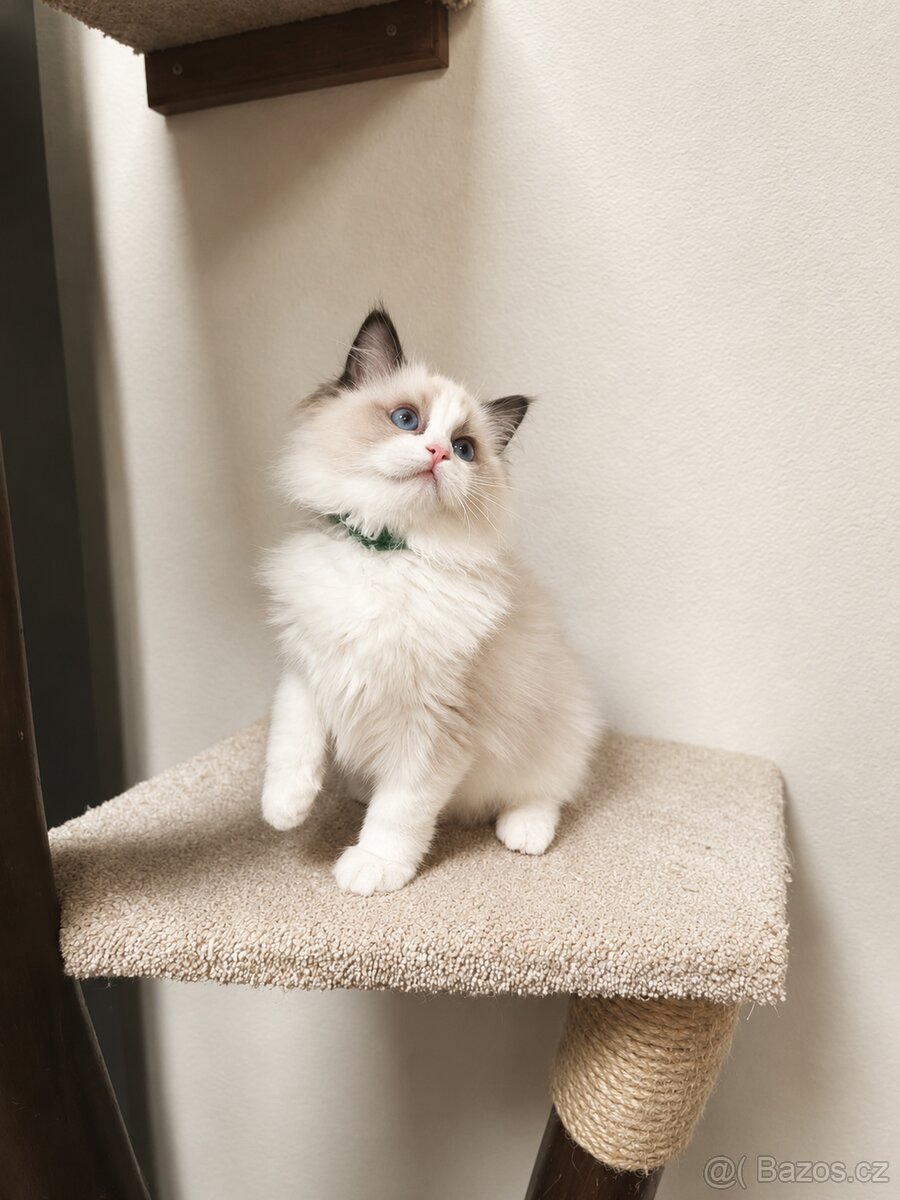 Ragdoll koťátko - 2