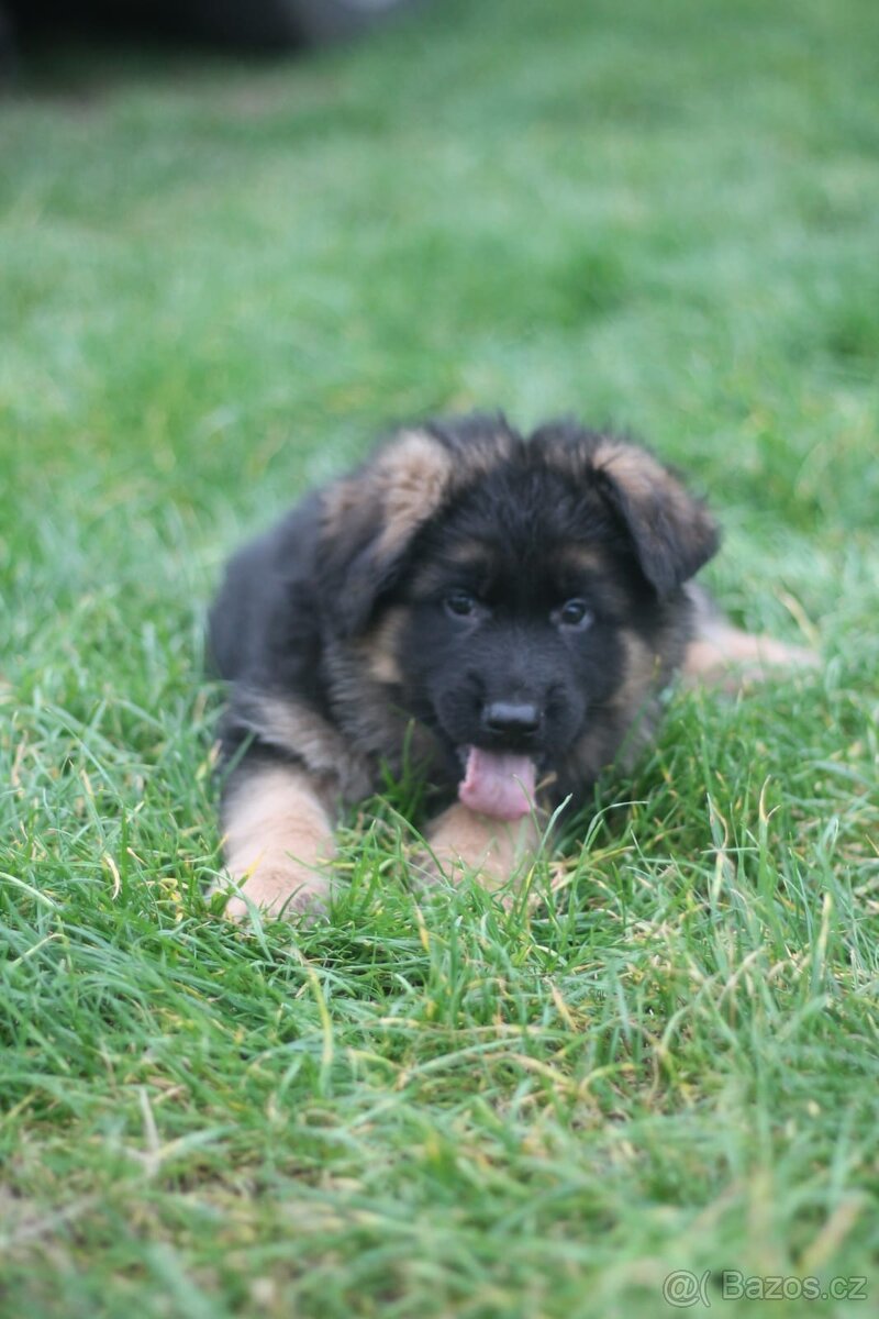 Německý ovčák - 2